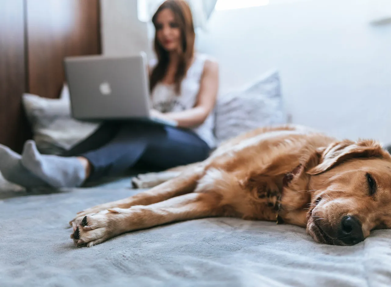 chien relaxant sur le lit
